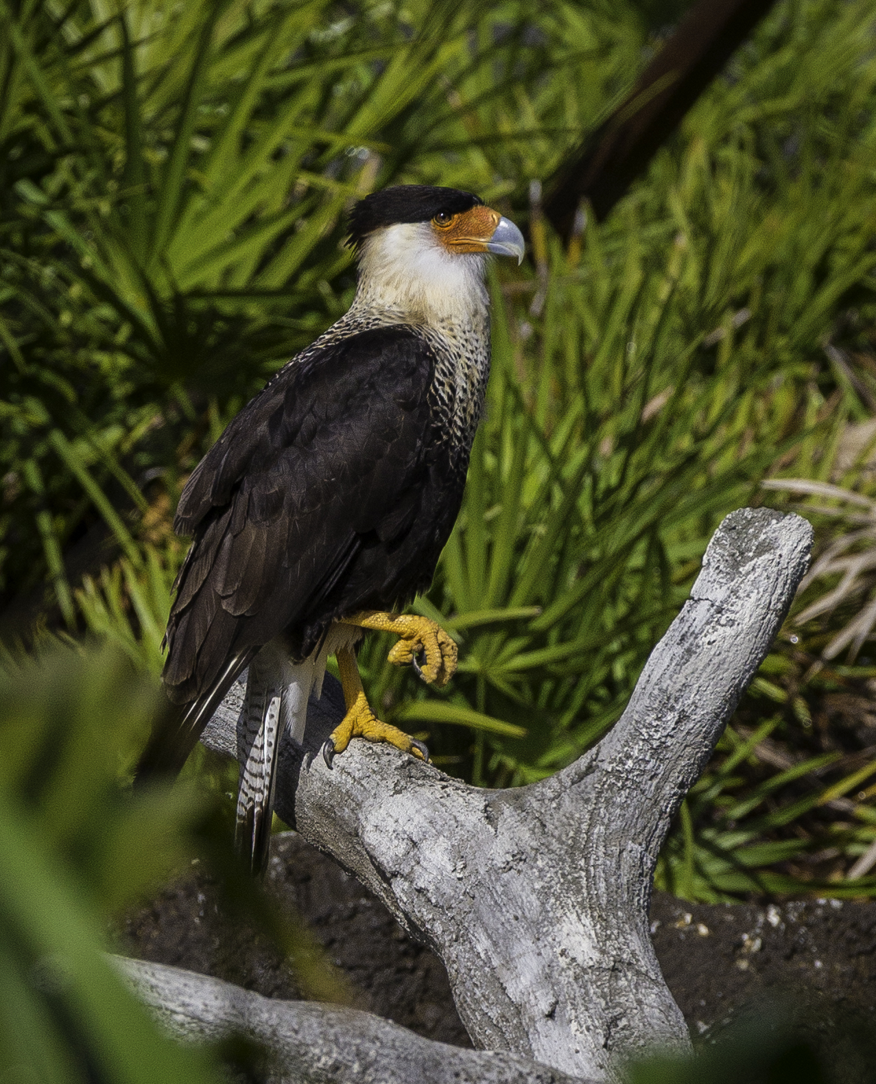 Northern Crested Caracara | Shutterbug